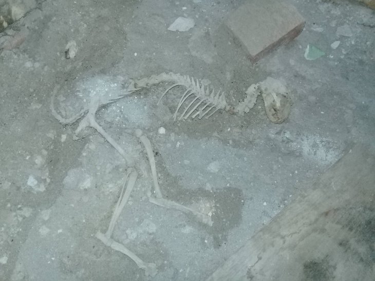 Житель Ферганской области во время ремонта обнаружил у себя под полом скелет динозавра 