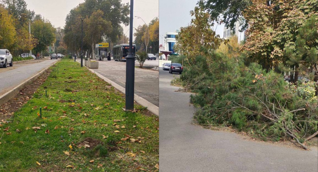 В Ташкенте проведут служебную проверку после скандала с вырубкой 140 можжевельников на улице Бабура В Ташкенте проведут служебную проверку после скандала с вырубкой 140 можжевельников на улице Бабура