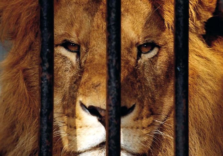 В частном доме под Ташкентом обнаружили африканского льва