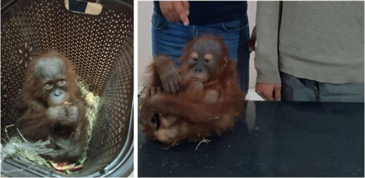 Контрабандисты пытались вывезти из Узбекистана детеныша орангутана. Его стоимость может достигать 70 тысяч долларов 