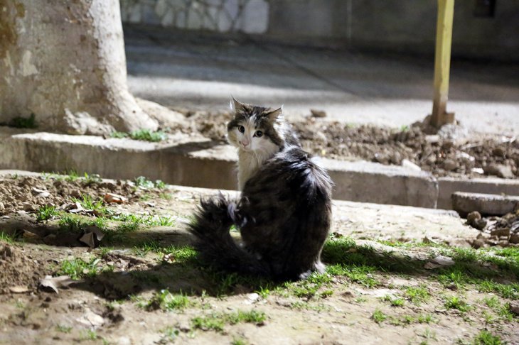 Кричащие молча: бездомные животные Ташкента. Фотолента