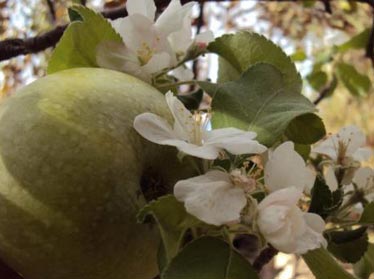 Аномальное явление: в Узбекистане осенью зацвели яблони