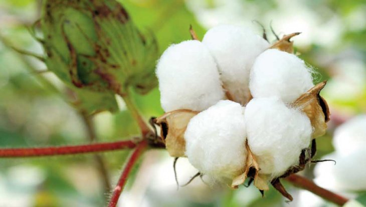 Делегация международной коалиции Cotton Campaign собирается  в Узбекистан, чтобы подвести итоги хлопковой страды 2019 года