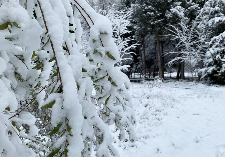 Соскучились по снегу: жители Ташкента вышли на улицы – поиграть в снежки и насладиться зимней сказкой. Видео