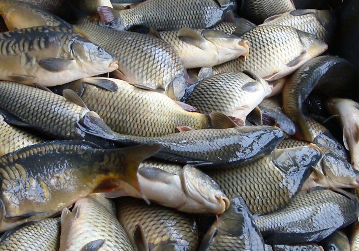 Узбекистан в 2018 году планирует произвести 150 тысяч тонн рыбы
