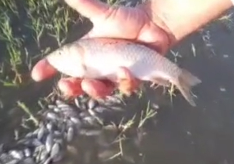 Экологи установили причину массовой гибели рыбы в реке Чирчик 