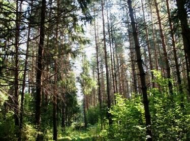 Узбекистан стал самым крупным импортером алтайского леса