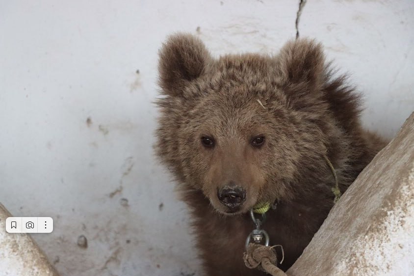 В Сурхандарье спасли от смерти потерявшегося краснокнижного бурого медвежонка. Он передан Ташкентскому зоопарку 