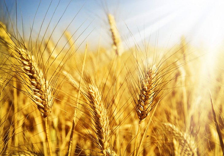 Узбекистан стал крупнейшим покупателем казахстанской пшеницы в первом квартале. На это ушло почти 100 миллионов долларов 