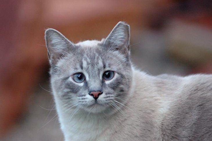 В Узбекистане начали отрезать стерилизованным уличным кошкам кончик правого уха. Это делается, чтобы помочь животным 