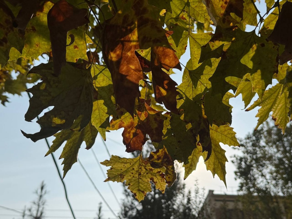 Осадков не будет, но возможен туман. Синоптики поделились прогнозом на выходные 