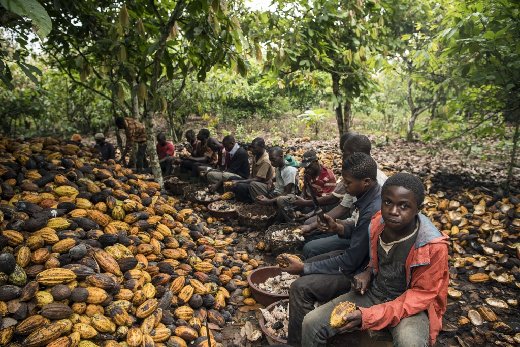 Остановка производств какао в Африке грозит шоколадным кризисом