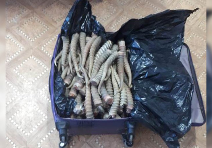 Узбекистанец пытался провезти в Россию рога сайгаков в чемодане