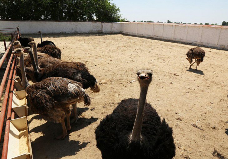 Птица-верблюд или как добиться успеха в разведении страусов в Узбекистане. Видео 