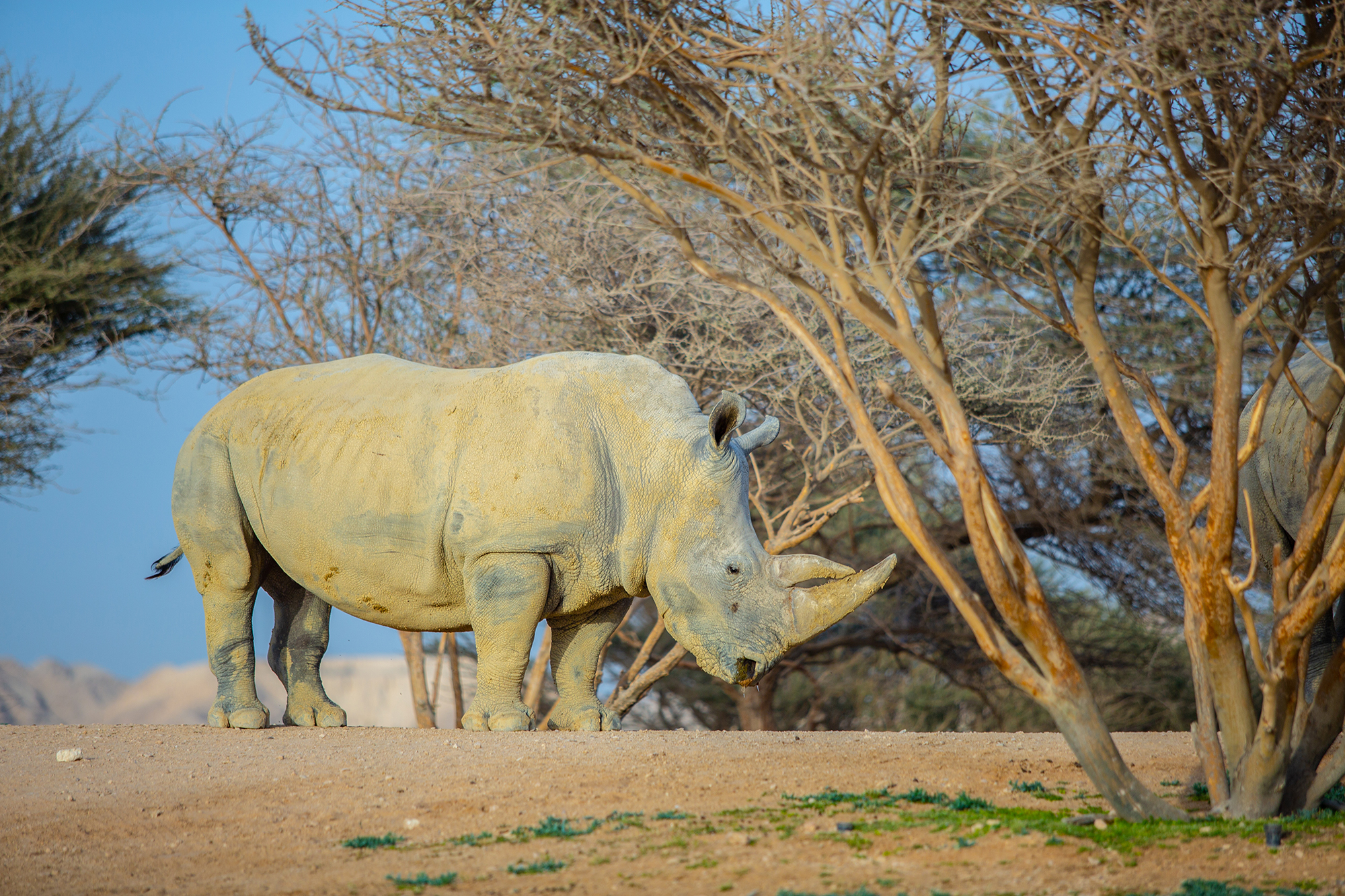 Al Ain Zoo experience_I4A1931.jpg