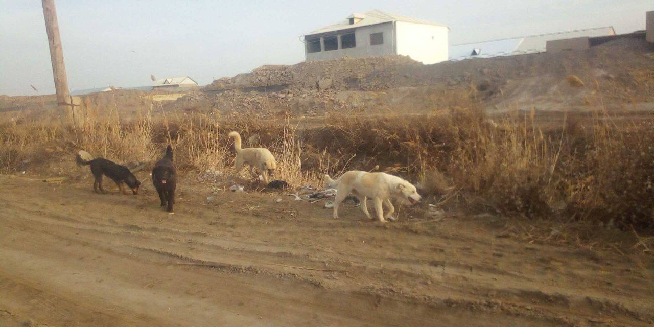 В Хорезме отравили 13 бездомных собак в ответ на просьбу местных жителей создать приюты для животных