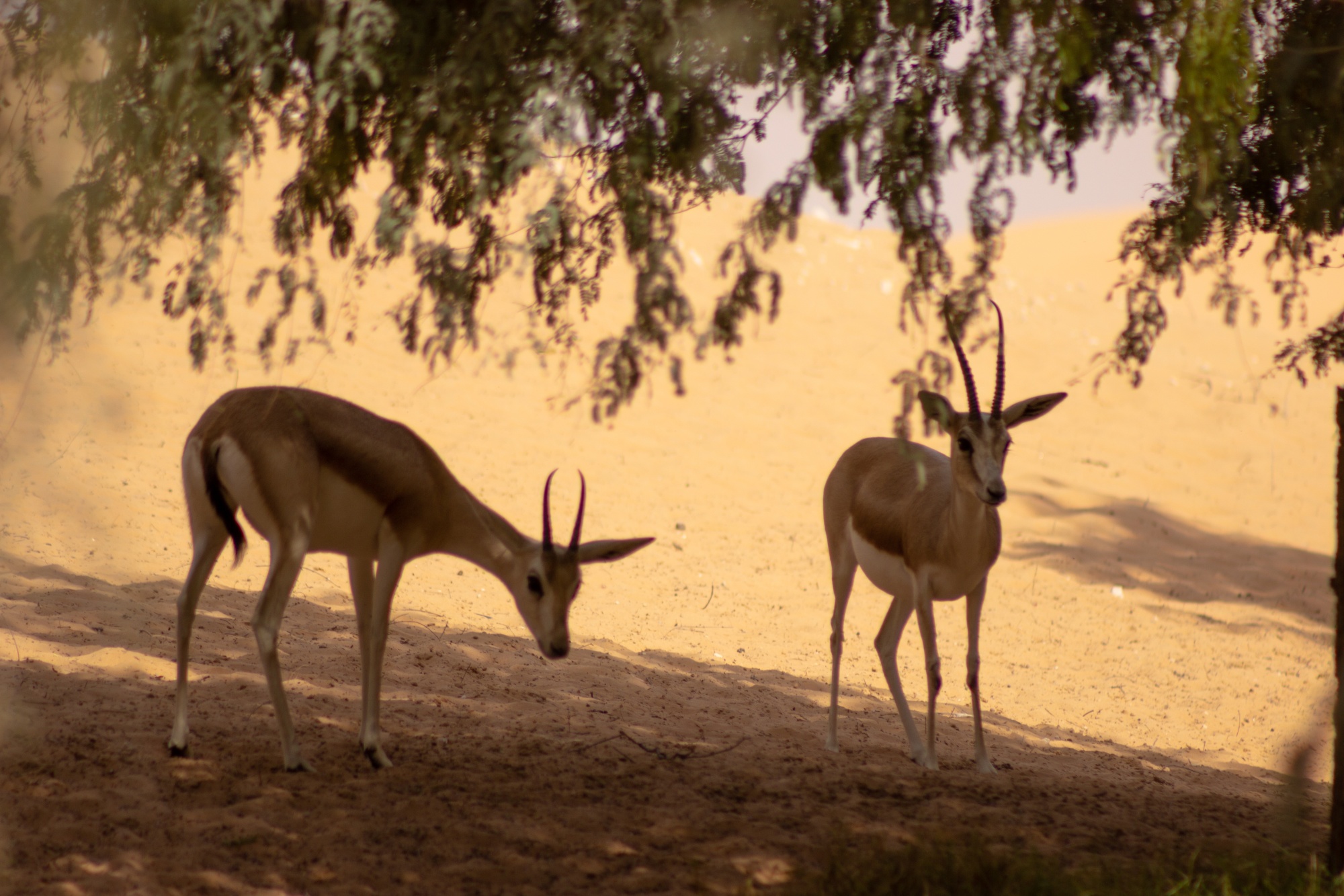 Gazelles (1).jpg