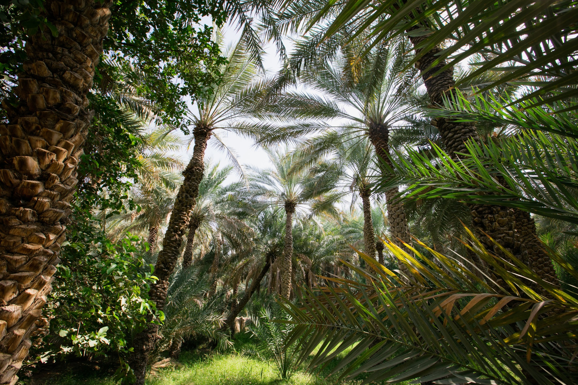 Al Ain Oasis.jpg