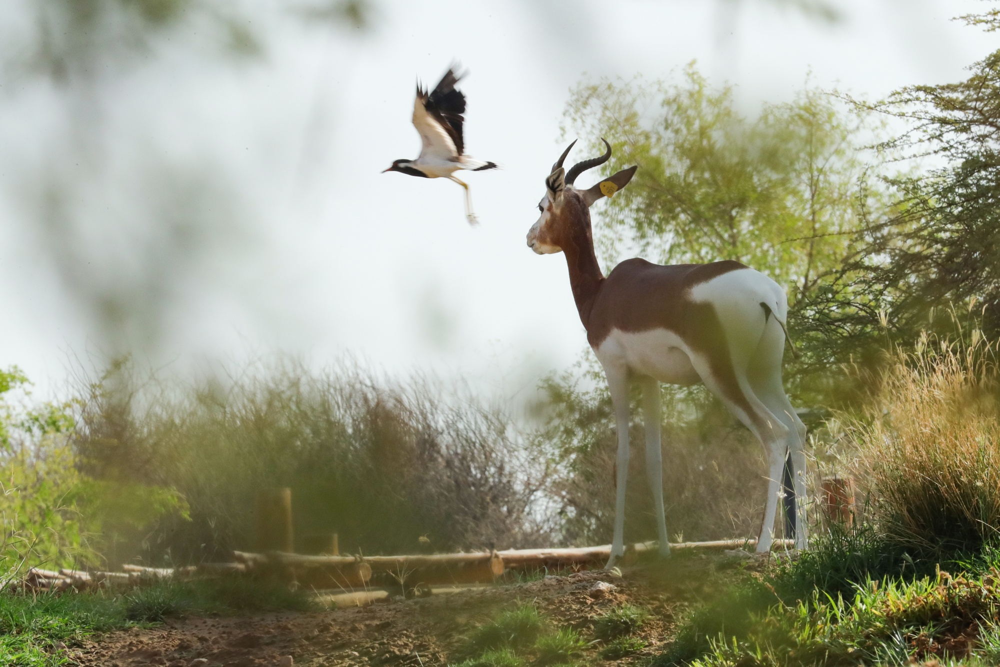 Al Ain Zoo (2).jpg